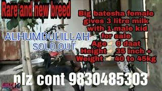 Batesha[female] goat sold out in Kolkata