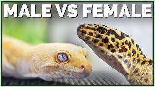 Male or Female Leopard Gecko? How to Sex Geckos