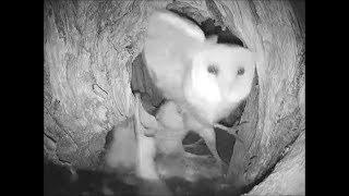 Male enters cavity, female chucks him out after mixed messages ~ ©Audubon Starr Ranch Barn Owls