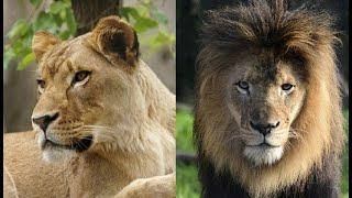 Female lion kills father of her cubs at Indianapolis Zoo