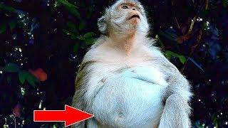 Update! Female Monkey Diamond Pregnant, Belly's Diamond Monkey More Bigger