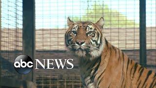 More details on the tiger attack in Kansas