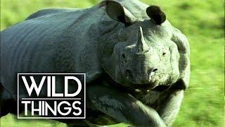 Ramu The Rhino Is Searching For A Female | Wild Family Secrets | Wild Things Shorts