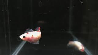 Hm 36 koi female 50 pln (sold out)