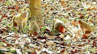 Terrible!!! Female Attack Vs Male Monkey - Poor Baby Janet & Mom Jane