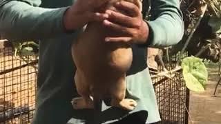 Show quality original American bully male and female dog puppies for sale in Delhi Dwarka petshop