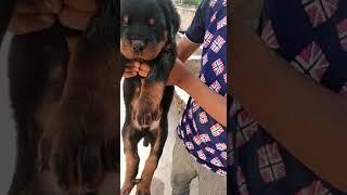 Show Quality #Rottweiler Heavy None Male Female Puppy Sale India 9950330009