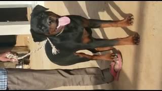 Rottweiler Male and Female show quality available in Dogshub