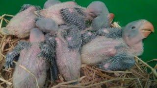 Hurrah! My 2nd Female Parrots Babies coming Out in egg in Few hour's with 1st female Babies progress