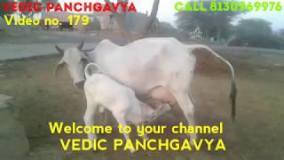 (179) Pure Hariana breed cow # SOLD OUT # Female calf #