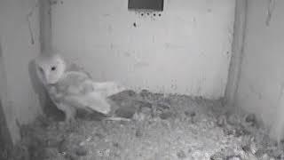 Voices outside, male CBO into box, female CBO out of barn ~ ©Barn Owl Trust WildlifeTV