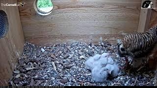Female Kestrel Feeds Vole To Pile Of Nestlings – May 28, 2019