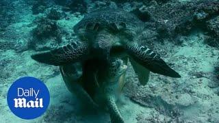 Hostile Planet: Female turtle nearly drowns in brutal mating fight
