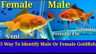 5 Way To Identify Male Or Female Goldfish