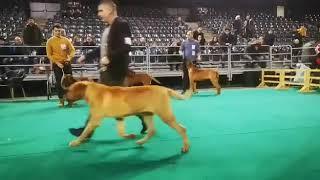 IDS & NDS Napoca Dog Show . Tosa breed ,junior female class
