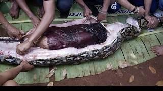 Warning Graphic Content: An Old Lady Eaten By Python Snake in Indonesia