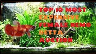 Top 10 Most Expensive Female Nemo Betta Auction