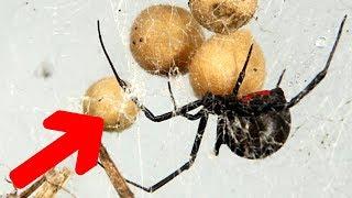 Found Redback Spiders Mystery Spider & Halloween Spiderlings EDUCATIONAL VIDEO