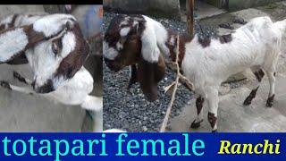 Warsi goat farm ranchi jharkhand totapari female sold out 7360807608