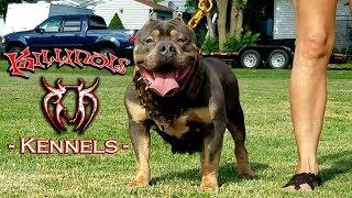 AMERICAN BULLY FEMALE FROM THE WORLD FAMOUS KILLINOIS KENNELS