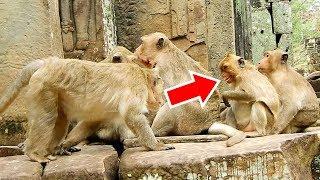 MG! Why Ah Chep Wants To Bit Female Monkey? Sweetpea Playing With Jack