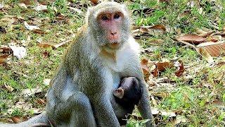 Poor Female Monkey Jade, Baby Monkey Julina Was Tired