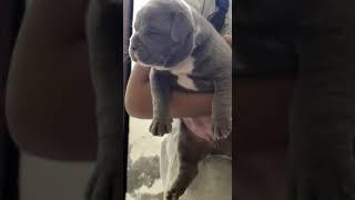 Show quality american bully female sell 7291877952