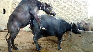 Real mating of male and female Buffalo ../Animals real mating video