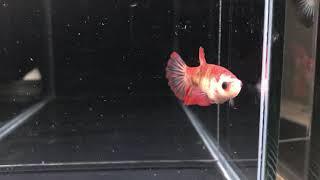 Hm 35 koi female 50 pln sold out