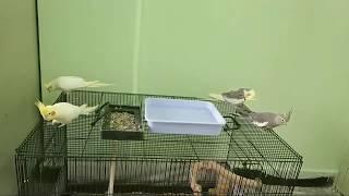 Birds | Cockatiel parrot | Hyderabad Live | Out of the Cage 35 Minutes Video #ParrotWorld