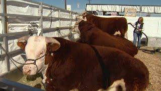Spotlighting the female ranchers of the National Western Stock Show