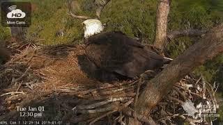 Courtship - Immature & Beautiful Young Female Eagles Return - NEFL Nest - Part Two - Jan 1, 2019