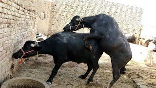 Real mating of male and female buffalo ..//Animal Real mating video