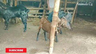 A female goat and two male bakri goat crossing video