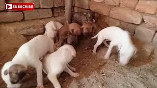 Male aur Female`s Dangrous dogs group exiting video 2019