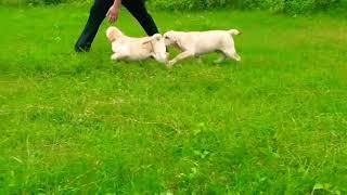labra puppies for sell | show quality pups | male and female ???? | pure and show quality..