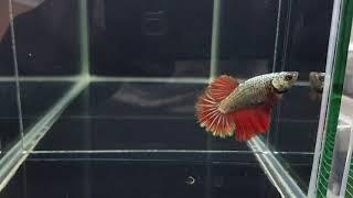 B50 HM RED DRAGON COPPER FEMALE 40pln(sold out)