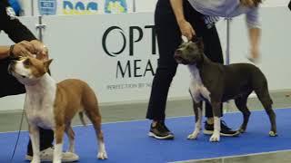 Female   Champion Euro Dog Show 2017 Kyiv