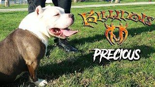 AMERICAN BULLY FEMALE FROM THE WORLD FAMOUS KILLINOIS KENNELS