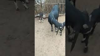 Gujri goat kids Male and female top quality sold out