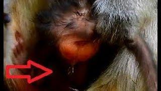 Wow! baby newborn voila leave urine out when mom catch baby monkey-public monkey