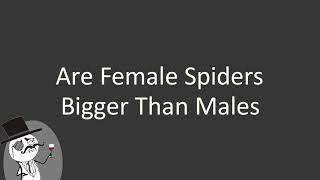 Are female spiders bigger than males