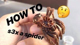 NO MORE ASSUMING GENDERS ~ How to tell if your TARANTULA is MALE or FEMALE