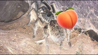 FEMALE OR MALE? · How to find out if your tarantula is a girl