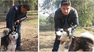 Husky dog Male Female and Jarman safed full video Hsn Entertainment