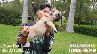 ???? Ready For Sale Female Baby French Buldog Show Quality & Bloodline Champiion " DANCING QUEEN " ?