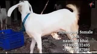 Jamnapari female Jodi sold-out within 10 minutes