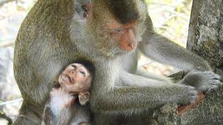 Pity poor Heidi baby monkey very sleepy & request female monkey sleep place