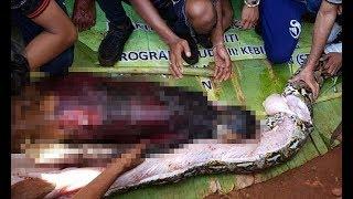 Indonesian villagers slice open 27ft python and find shrivelled body of mum who was swallowed