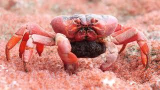 Female Crab Eats Young on the Run || ViralHog